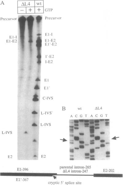 graphic file with name pnas01095-0438-b.jpg