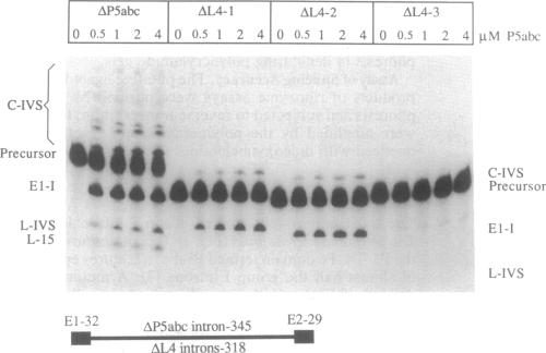 graphic file with name pnas01095-0437-a.jpg