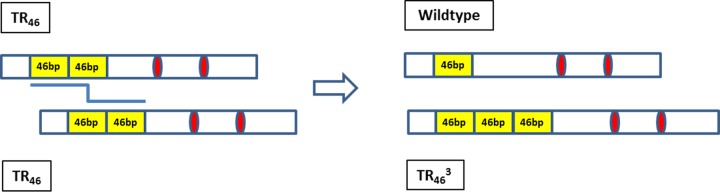 FIG 6 