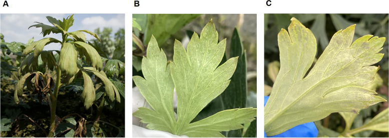 Fig. 1