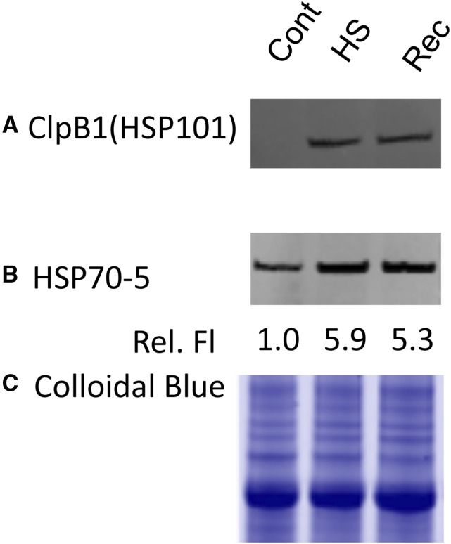 Figure 7.