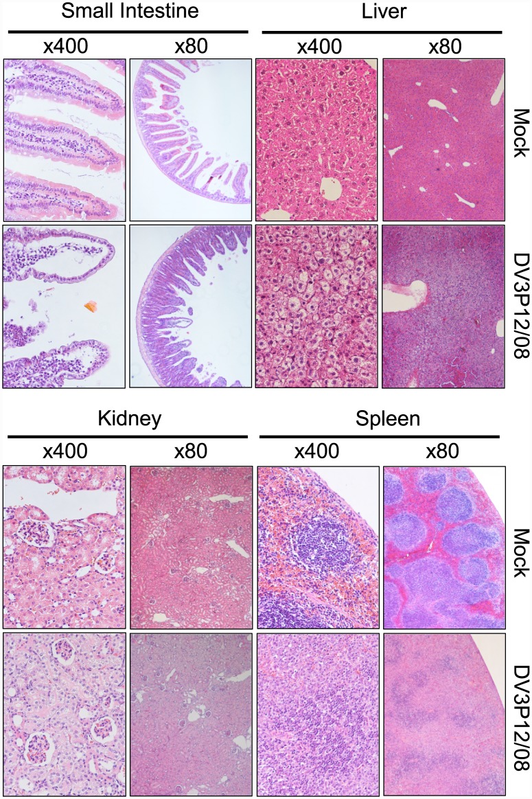 Fig 3