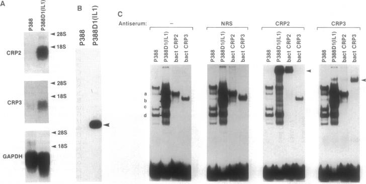 graphic file with name pnas01137-0601-a.jpg