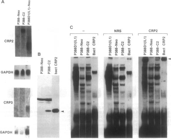 graphic file with name pnas01137-0602-a.jpg