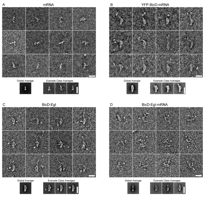 Figure 3—figure supplement 2.