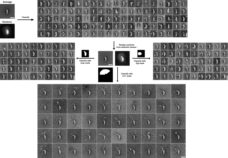 Figure 3—figure supplement 4.