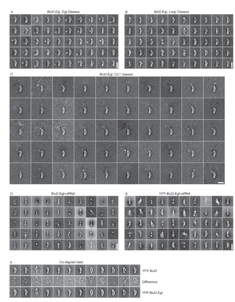 Figure 3—figure supplement 5.