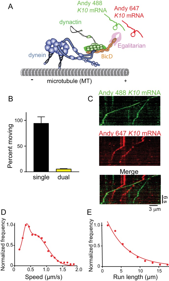 Figure 9.