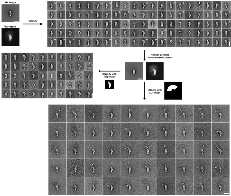 Figure 2—figure supplement 1.