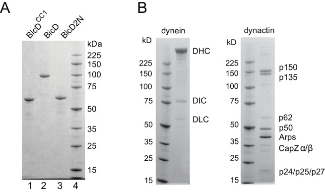 Figure 1—figure supplement 1.