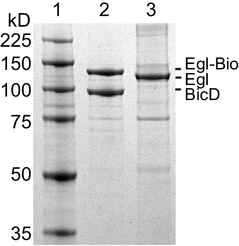 Figure 3—figure supplement 1.