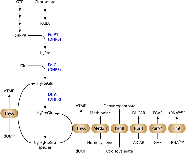 FIG 1