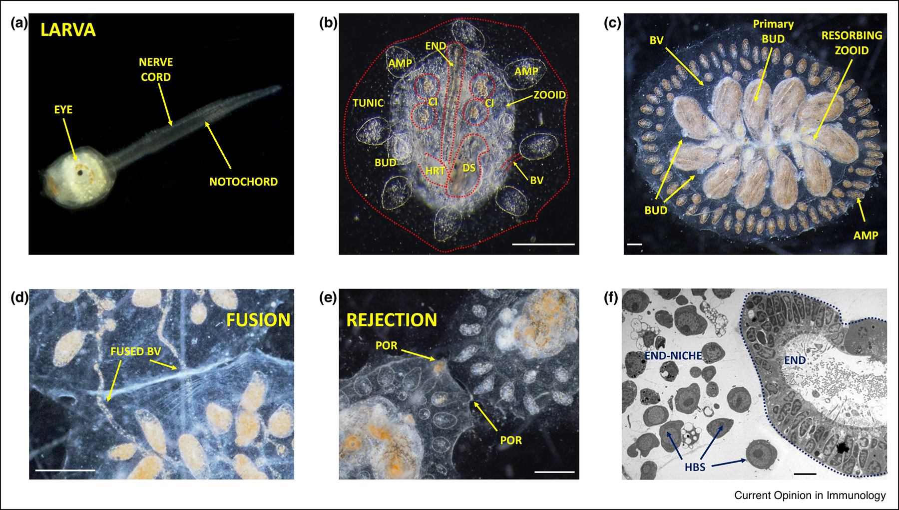 Figure 1: