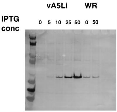 FIG. 6