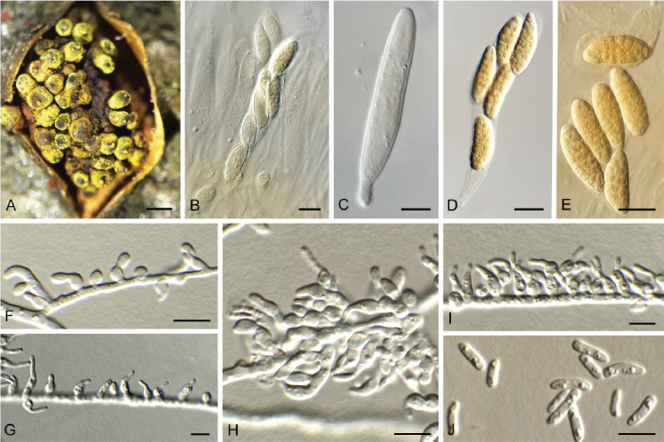 Fig. 39.