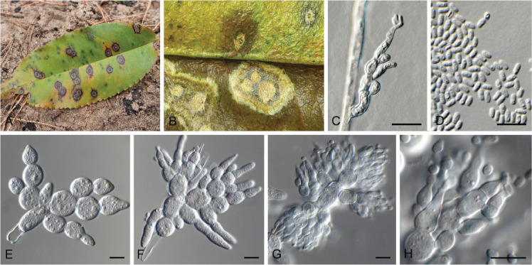 Fig. 25.