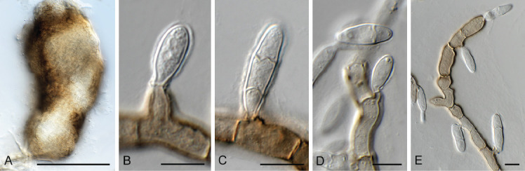 Fig. 17.