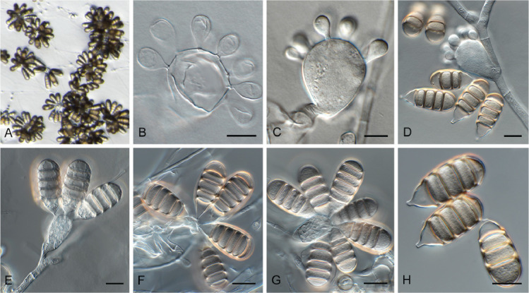 Fig. 6.