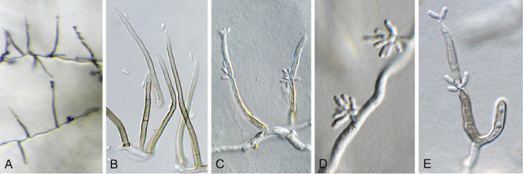 Fig. 26.