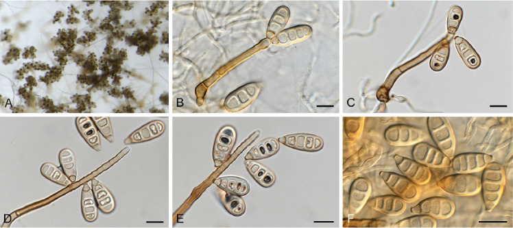 Fig. 38.