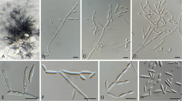 Fig. 28.