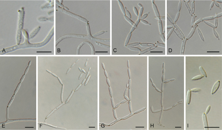 Fig. 35.