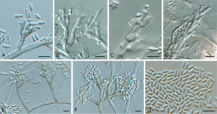 Fig. 5.