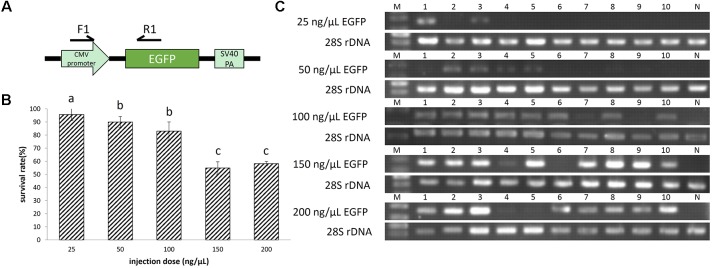 FIGURE 1