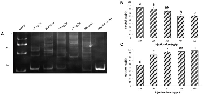 FIGURE 3