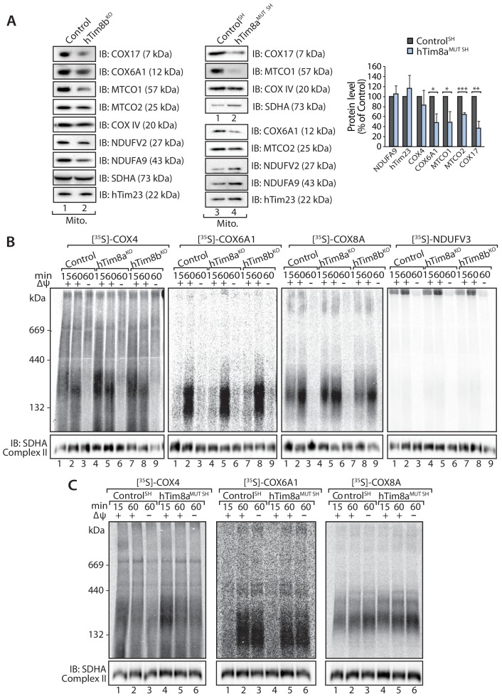 Figure 6—figure supplement 1.