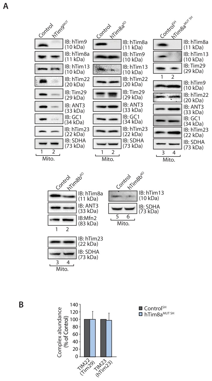 Figure 1—figure supplement 2.