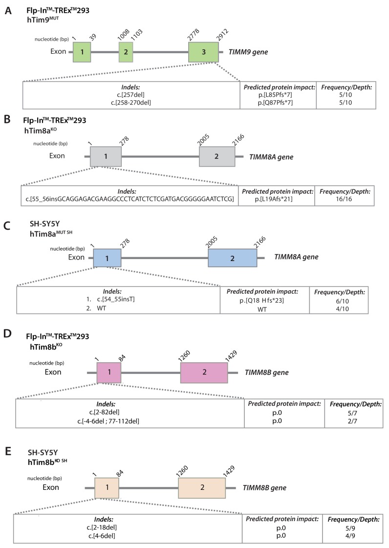 Figure 1—figure supplement 1.