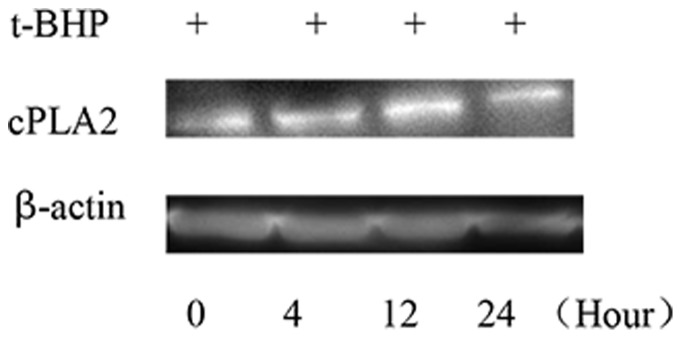 Figure 12