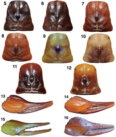 Figures 5–16.