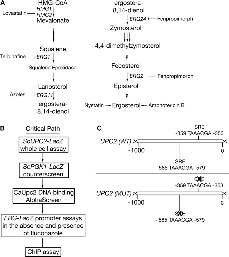 FIG 1