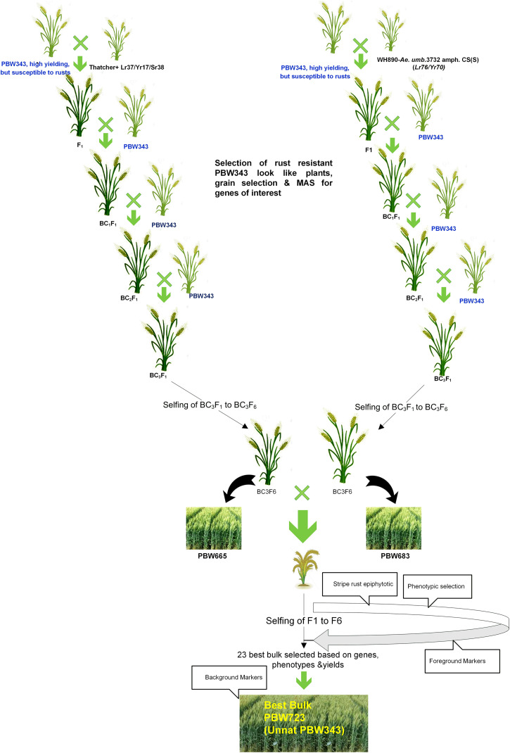 FIGURE 2