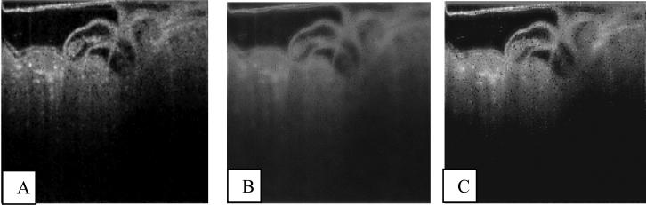 Fig. 6