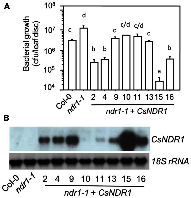 FIGURE 2