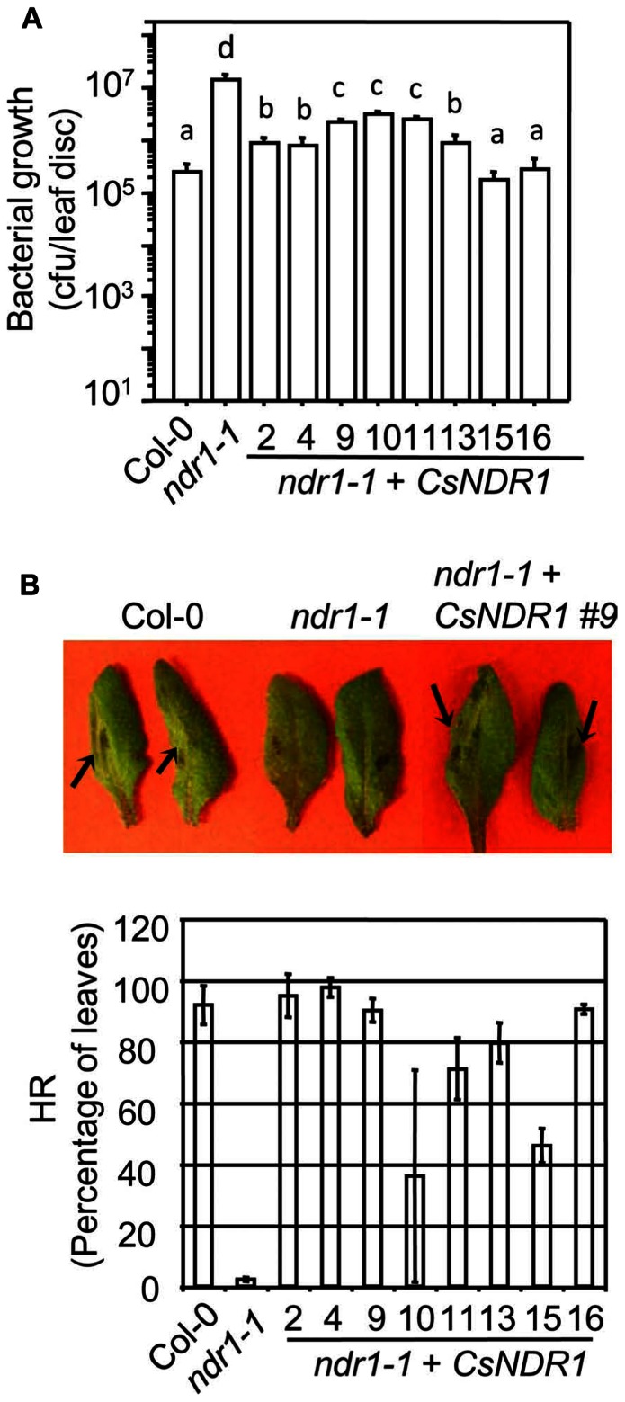 FIGURE 3