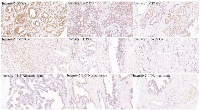 Figure 2