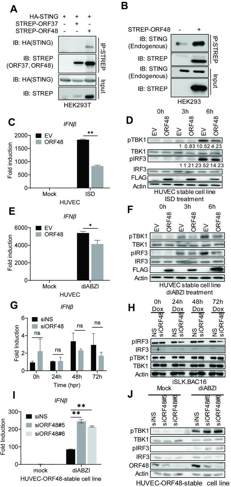 Fig 6