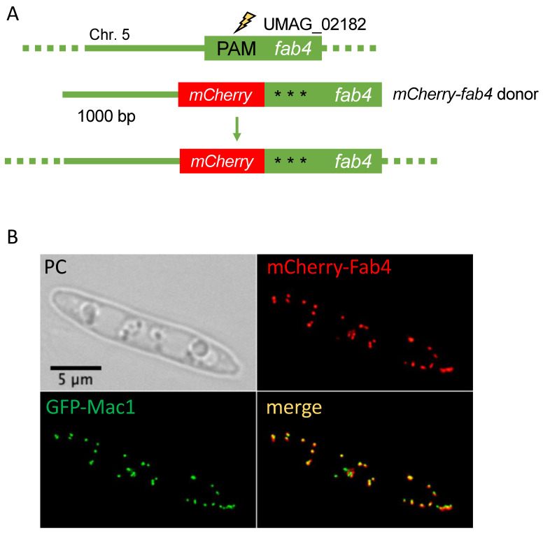 Figure 5