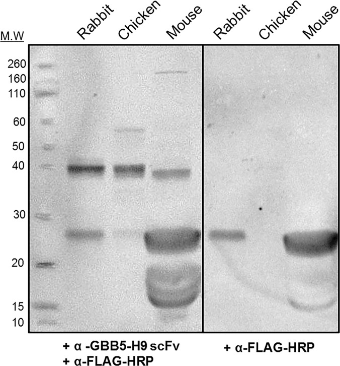 Fig 5