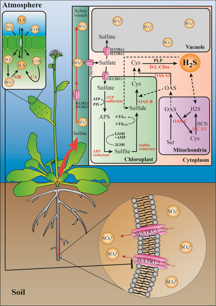 Fig. 1