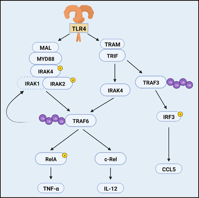 graphic file with name nihms-1830644-f0001.jpg