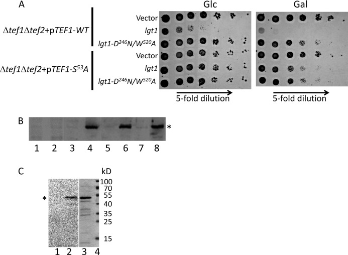 FIGURE 4.