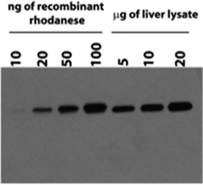 FIGURE 7.