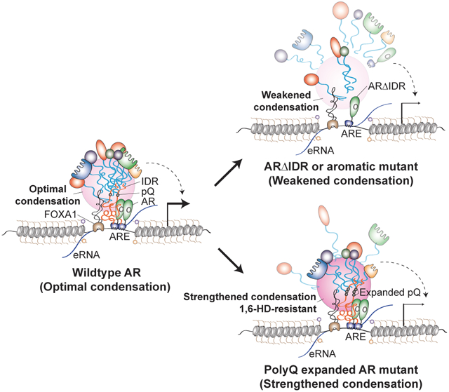graphic file with name nihms-1929470-f0001.jpg