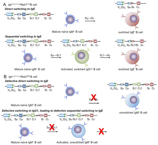 FIGURE 11