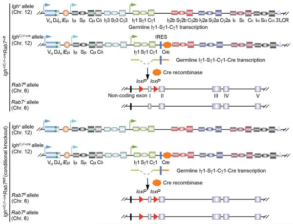 FIGURE 1